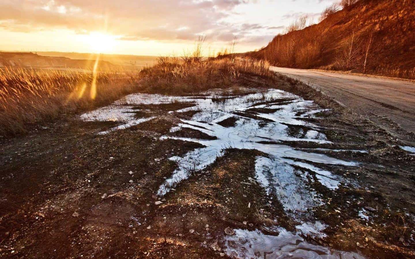 Modena, il Comune approva il piano per il verde: tremila alberi entro due anni