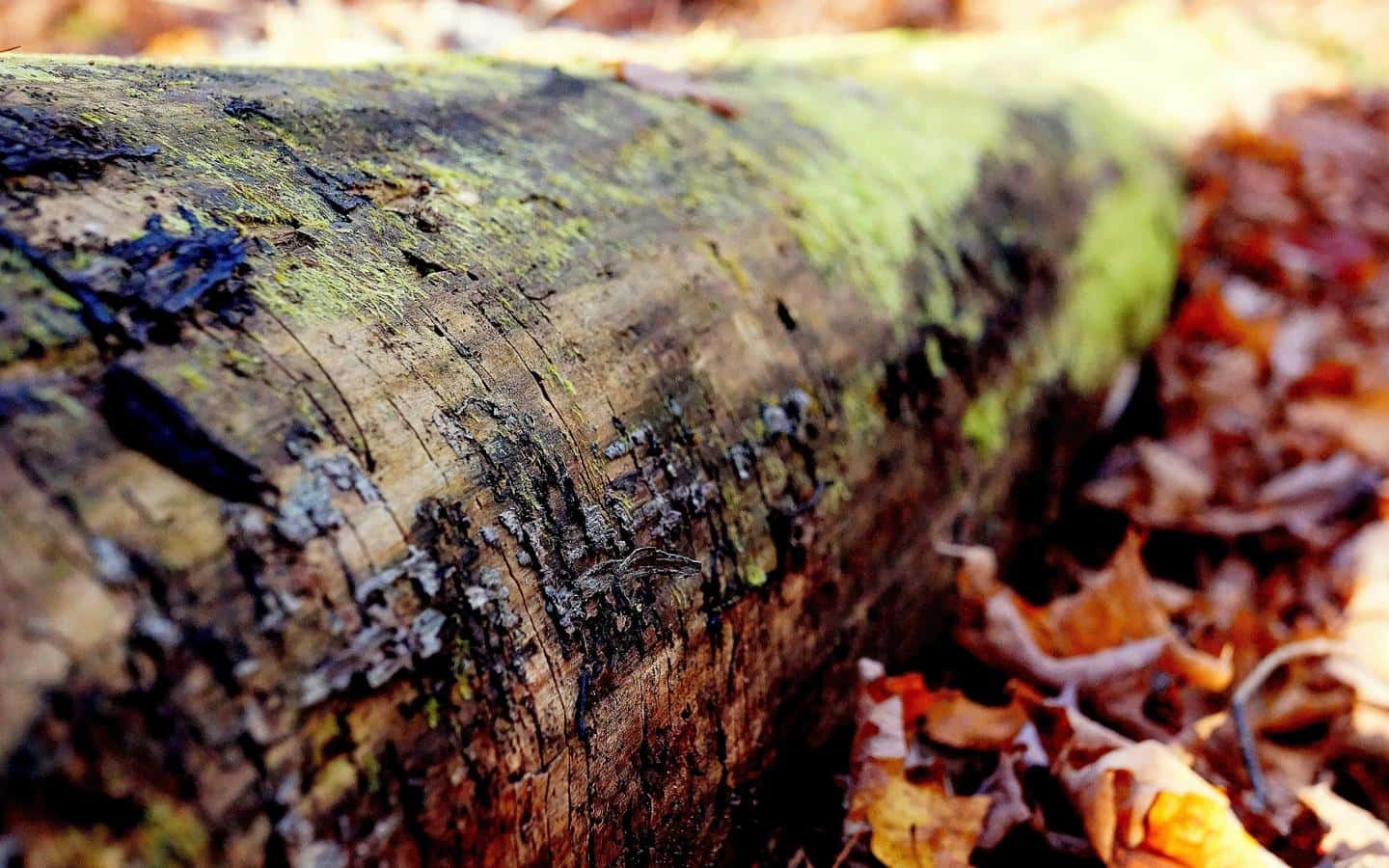 Fermo, il Comune approva il piano per il verde: tremila alberi entro due anni
