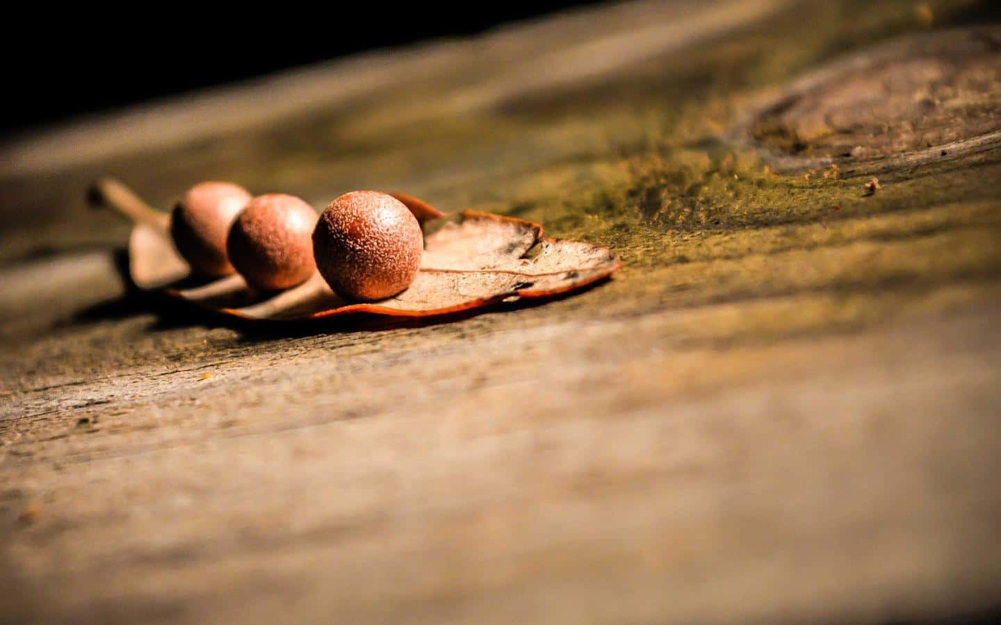 Pavia, il Comune approva il piano per il verde: tremila alberi entro due anni